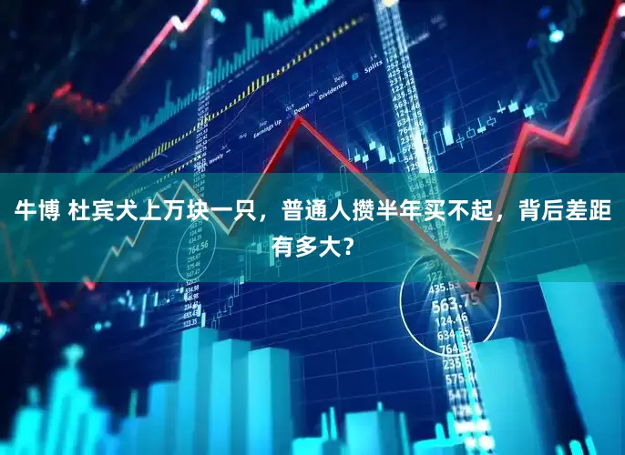 牛博 杜宾犬上万块一只，普通人攒半年买不起，背后差距有多大？